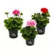 PELARGONIA 12CM RUUKKU - Kukat ja kasvit - 150 - 1