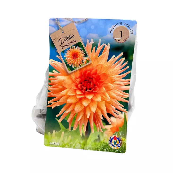 Kaktusdaalia mukula 1 kpl Dahlia Preference Kaktus - Kukkasipulit ja istukkaat - 839730 - 1