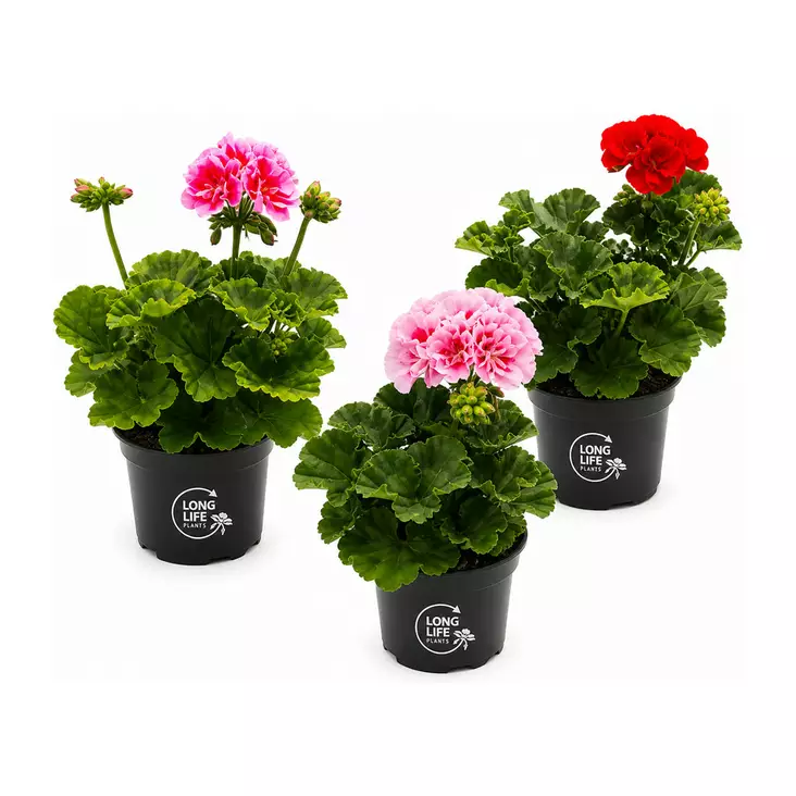 PELARGONIA 12CM RUUKKU - Kukat ja kasvit - 150 - 1