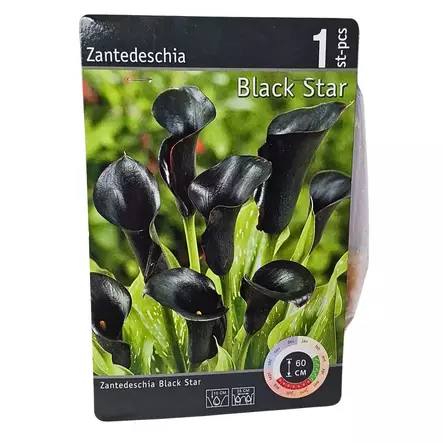 Kalla mukula 1 kpl Zantedeschia Black Star - Kukkasipulit ja istukkaat - 8710186688511 - 2