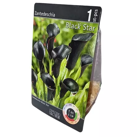 Kalla mukula 1 kpl Zantedeschia Black Star - Kukkasipulit ja istukkaat - 8710186688511 - 1