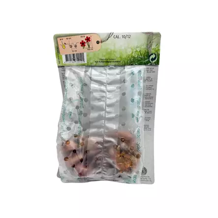 Miekkalilja mukula 8 kpl Gladiolus Red - Kukkasipulit ja istukkaat - 8710186700121 - 2