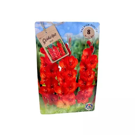Miekkalilja mukula 8 kpl Gladiolus Red - Kukkasipulit ja istukkaat - 8710186700121 - 1
