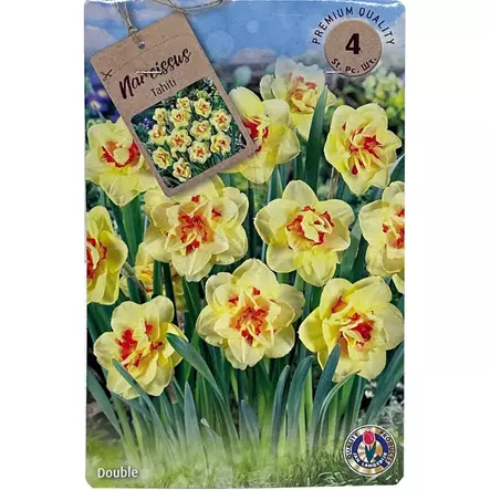 Narcissus tahiti double 4kpl - Kukkasipulit ja istukkaat - 8710186631081 - 1