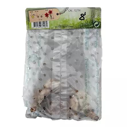 Narcissus tahiti double 4kpl - Kukkasipulit ja istukkaat - 8710186631081 - 2