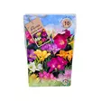 Freesia mukula 10 kpl Freesia Einfache Mixed - Kukkasipulit ja istukkaat - 839761 - 1