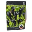 Kalla mukula 1 kpl Zantedeschia Black Star - Kukkasipulit ja istukkaat - 8710186688511 - 2