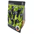 Kalla mukula 1 kpl Zantedeschia Black Star - Kukkasipulit ja istukkaat - 8710186688511 - 1