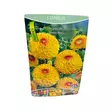 Daalia mukula 1 kpl Dahlia Pompon Sunny Boy - Kukkasipulit ja istukkaat - 8710186691511 - 1