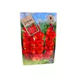 Miekkalilja mukula 8 kpl Gladiolus Red - Kukkasipulit ja istukkaat - 8710186700121 - 1