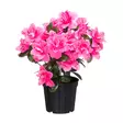 Atsalea ruukussa pinkki - Tekokasvit ja muovikukat - 6410416529561 - 1