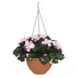 Begonia amppeli vaaleanpunainen - Puutarhakoristeet - 6410416317441 - 1