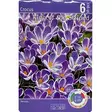 Crocus king of the striped 6kpl - Kukkasipulit ja istukkaat - 8710186619751 - 1