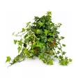 MURATTI 13CM ruukussa - Kukat ja kasvit - 822411 - 1
