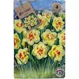 Narcissus tahiti double 4kpl - Kukkasipulit ja istukkaat - 8710186631081 - 1