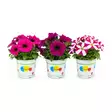 PETUNIA 10,5CM - Kukat ja kasvit - 822111 - 1