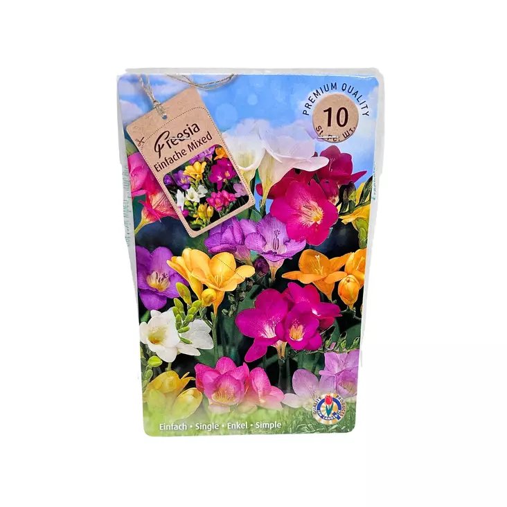 Freesia mukula 10 kpl Freesia Einfache Mixed - Kukkasipulit ja istukkaat - 839761 - 1