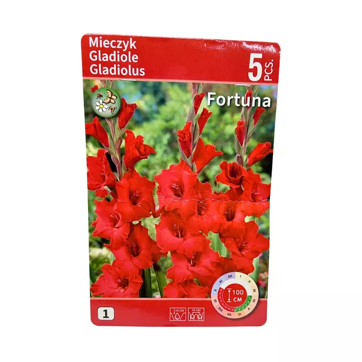 Miekkalilja mukula 5 kpl Gladiolus Fortuna - Kukkasipulit ja istukkaat - 8710186671971 - 1
