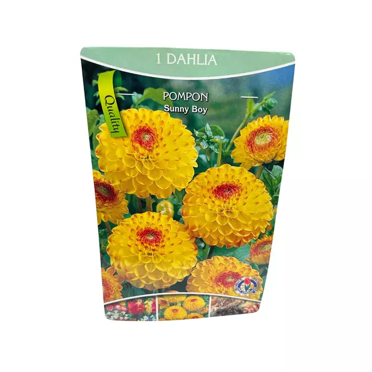 Daalia mukula 1 kpl Dahlia Pompon Sunny Boy - Kukkasipulit ja istukkaat - 8710186691511 - 1