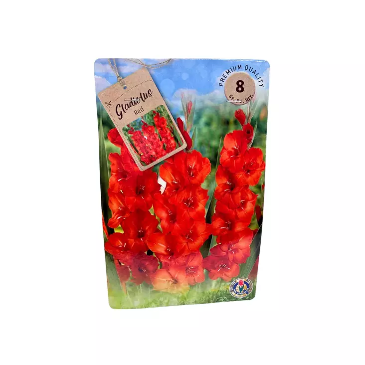 Miekkalilja mukula 8 kpl Gladiolus Red - Kukkasipulit ja istukkaat - 8710186700121 - 1