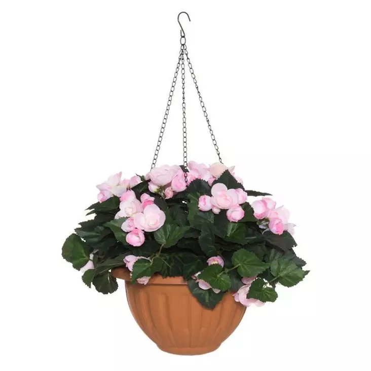 Begonia amppeli vaaleanpunainen - Puutarhakoristeet - 6410416317441 - 1