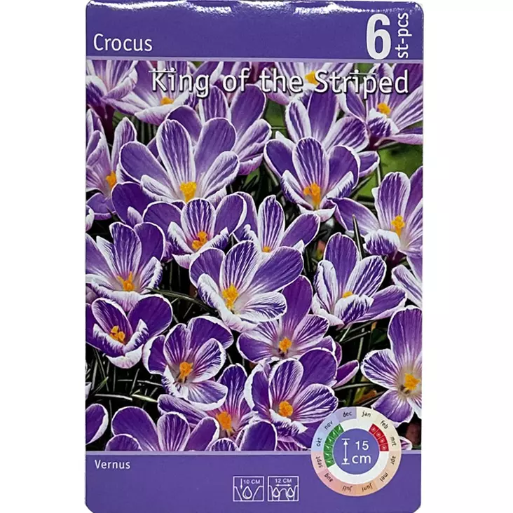 Crocus king of the striped 6kpl - Kukkasipulit ja istukkaat - 8710186619751 - 1