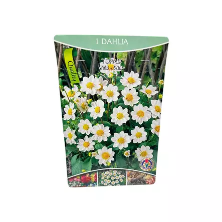 Daalia mukula 1 kpl Dahlia Topmix White - Kukkasipulit ja istukkaat - 8710186690712 - 1