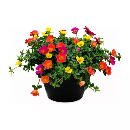 Portulakka 27 cm ruukku - Kukat ja kasvit - 822122 - 1