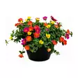 Portulakka 27 cm ruukku - Kukat ja kasvit - 822122 - 1