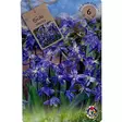 Scilla siberica 6kpl - Kukkasipulit ja istukkaat - 839402 - 1