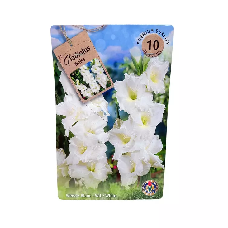 Miekkalilja mukula 10 kpl Gladiolus Weiss White - Kukkasipulit ja istukkaat - 839792 - 1