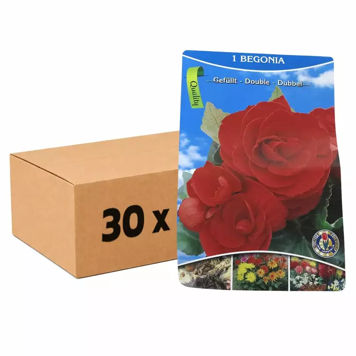 Kukkasipulit tukkuerä edullisesti - Kukkasipulit ja istukkaat - 840132 - 1