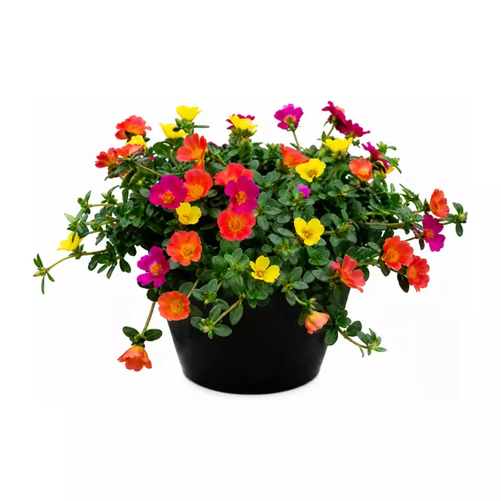 Portulakka 27 cm ruukku - Kukat ja kasvit - 822122 - 1
