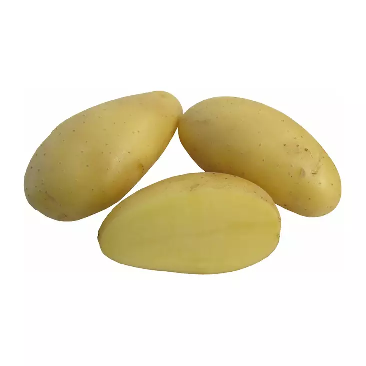 Siemenperuna Jazzy 5kg - Siemenperunat - 6417486004042 - 1