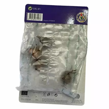 Ruostekukka mukula 1 kpl Crocosmia Babylon - Kukkasipulit ja istukkaat - 8710186671933 - 2