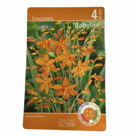 Ruostekukka mukula 1 kpl Crocosmia Babylon - Kukkasipulit ja istukkaat - 8710186671933 - 1