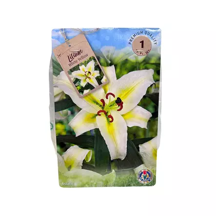 Lilja kukkasipuli 1 kpl Lilium White Yellow - Kukkasipulit ja istukkaat - 8710186700183 - 1