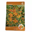 Ruostekukka mukula 1 kpl Crocosmia Babylon - Kukkasipulit ja istukkaat - 8710186671933 - 1
