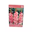 Miekkalilja mukula 5 kpl Gladiolus Rosa-Pink - Kukkasipulit ja istukkaat - 8710186672053 - 1