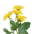 Krysanteemi oksa keltainen 61 cm - Tekokasvit ja muovikukat - 6410416439853 - 2
