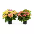TERASSI/ PATIOHERTENSIA 21CM RUUKKU - Kukat ja kasvit - 822413 - 1