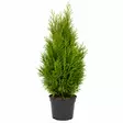 Tuija Brabant 100-120 cm - Kukat ja kasvit - 8713626092893 - 1