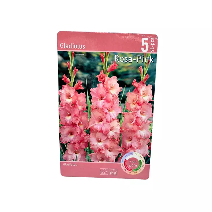 Miekkalilja mukula 5 kpl Gladiolus Rosa-Pink - Kukkasipulit ja istukkaat - 8710186672053 - 1