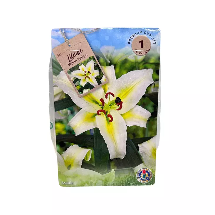 Lilja kukkasipuli 1 kpl Lilium White Yellow - Kukkasipulit ja istukkaat - 8710186700183 - 1