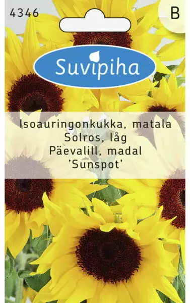 AURINGONKUKKA 1 MATALA - Kukkasiemenet - 8711117434603 - 1