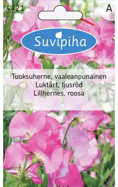TUOKSUHERNE RUUSUNPUN. 1 - Kukkasiemenet - 8711117442103 - 1