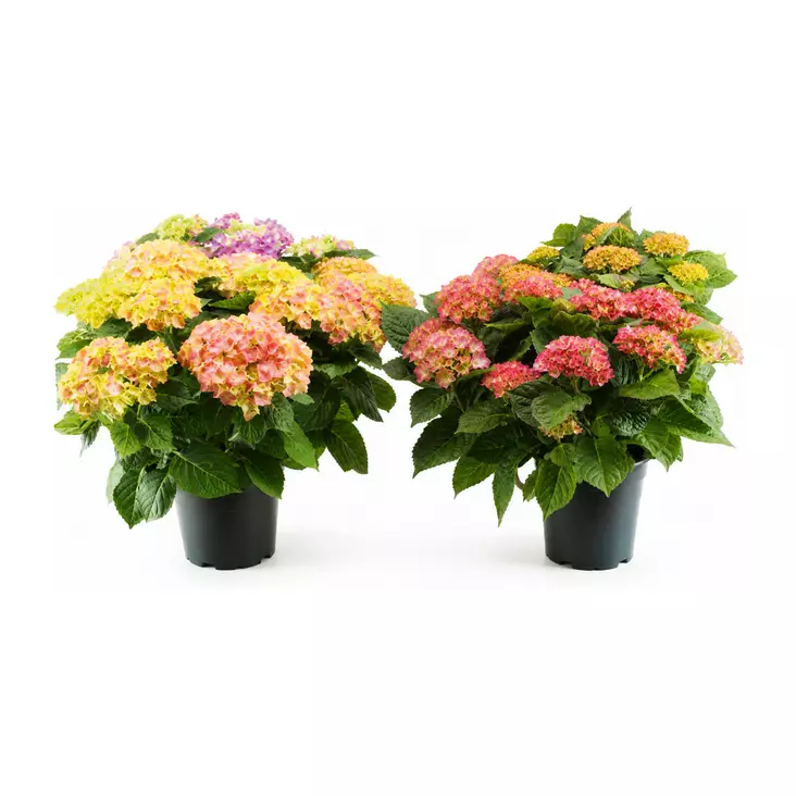 TERASSI/ PATIOHERTENSIA 21CM RUUKKU - Kukat ja kasvit - 822413 - 1