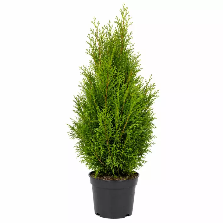 Tuija Brabant 100-120 cm - Kukat ja kasvit - 8713626092893 - 1