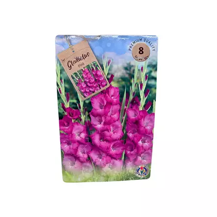 Miekkalilja mukula 8 kpl Gladiolus Pink - Kukkasipulit ja istukkaat - 8710186700114 - 1