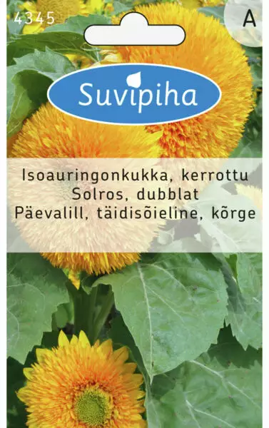 AURINGONKUKKA 1 KERROTTU KORKEA - Kukkasiemenet - 8711117434504 - 1